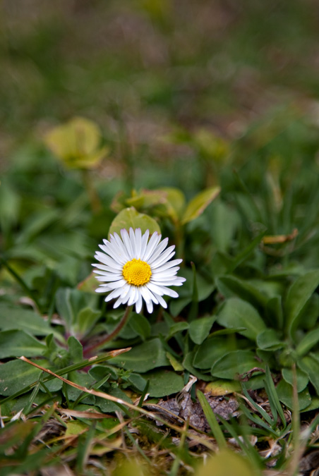 Margarida ( Bellis annua)