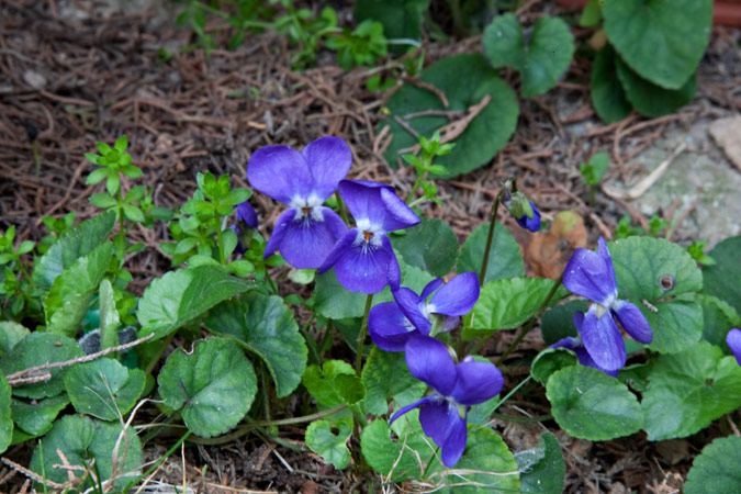 Viola  (Viola odorata )