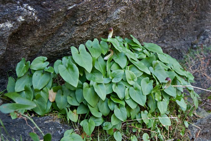 Apagallums.( Arisorum vulgare) 1de2