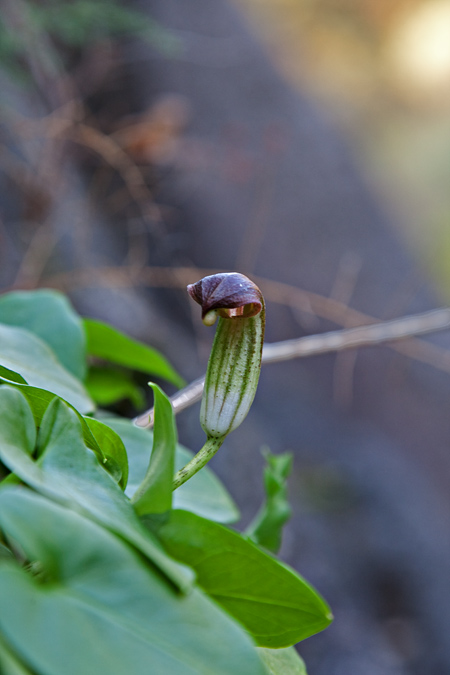 Apagallums.( Arisorum vulgare) 2de2