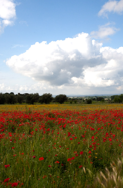 Rosella (Papaver rhoeas)