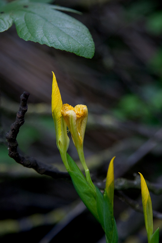 Lliri groc (Iris pseudacorus)