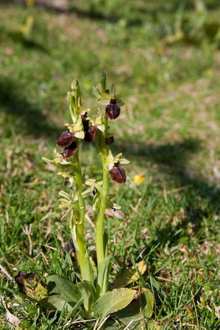 Aranyosa (Ophrys sphegodes).