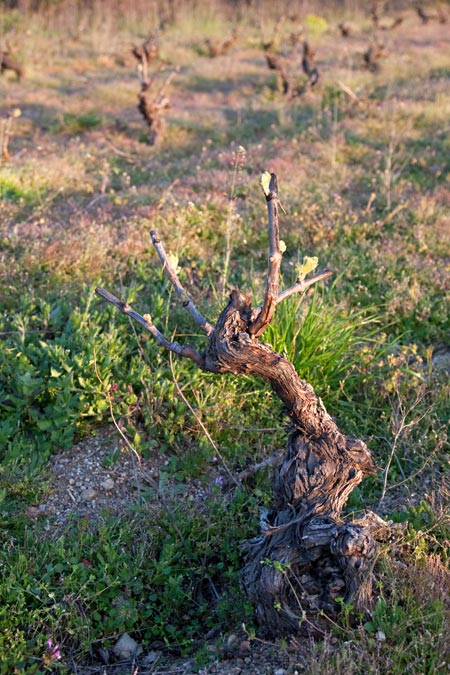 Cep: Soca de la vinya.