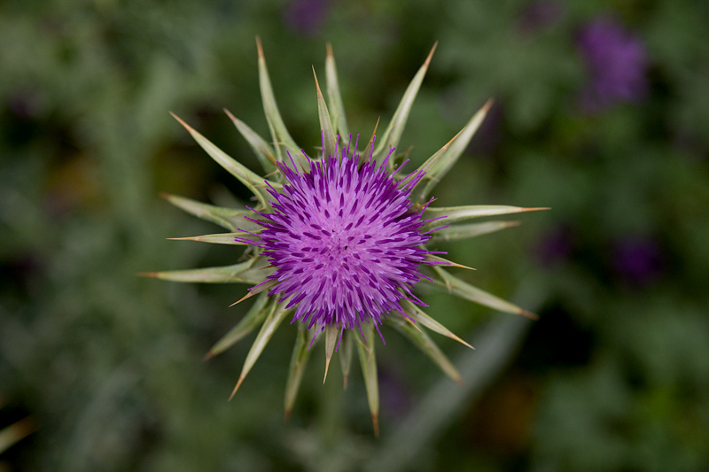 Card blanc (Galactites tomentosa)