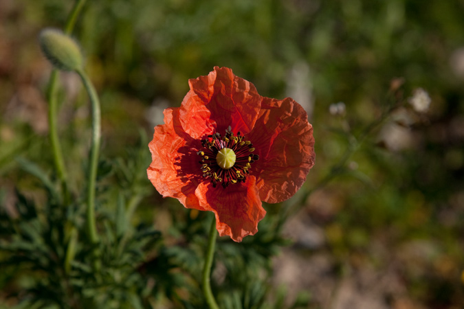 Rosella (Papaver rhoeas) 2de2