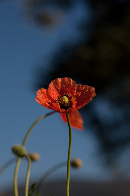 Rosella (Papaver rhoeas) 1de2