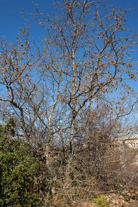 Plàtan ( Platanus hybrida )