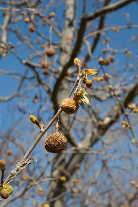 Fruit del Plàtan