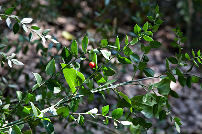 Galzeran ( Ruscus aculeatus )