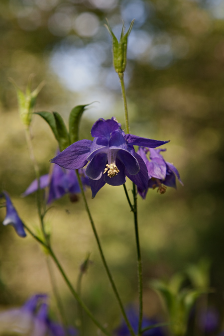 Corniol. Aquilegia vulgaris 2de2