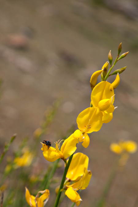 Ginesta (Spartium junceum)