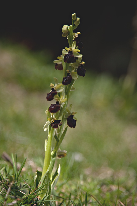 Aranyosa (Ophrys sphegodes). 1de2
