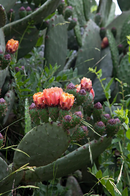 Figuera de moro (Opuntia ficus-indica)