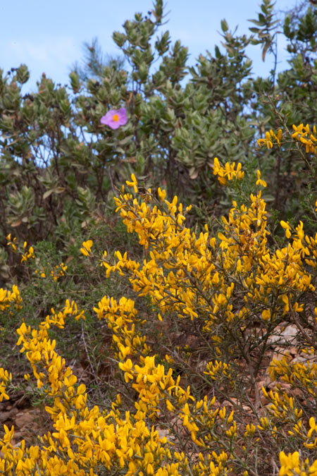 Argelaga (Genista scorpius)