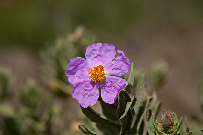 Estepa blanca (Cistus albidus)