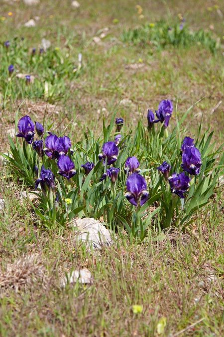 Lliri blau (Iris germanica)