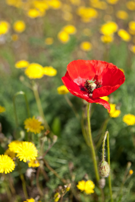 Rosella (Papaver rhoeas)