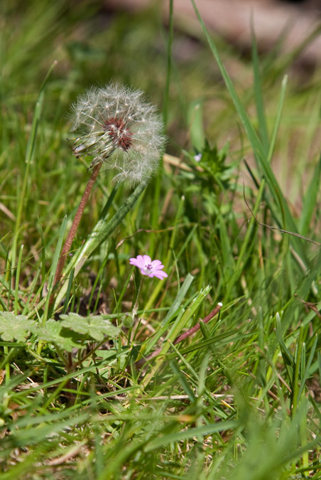 Dent de Lleó (Taraxacum officinale) 1de2