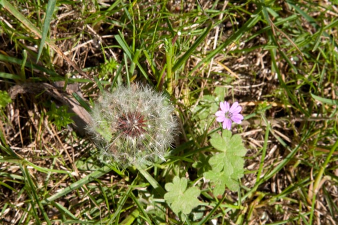 Dent de Lleó (Taraxacum officinale) 2de2