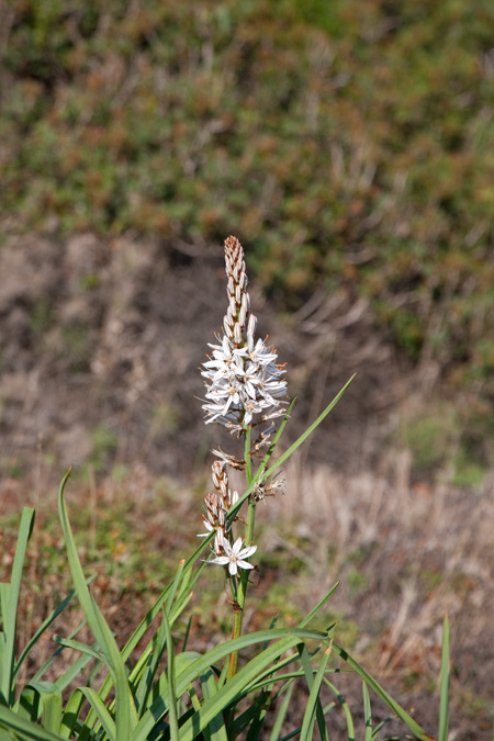 Albó ( Asphodelus ramosus ) 1de2