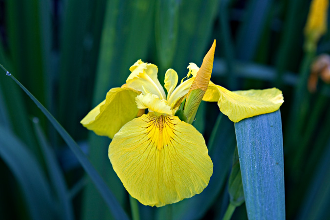 Lliri groc (Iris pseudacorus)