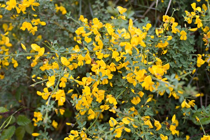 Gatosa (Ulex parviflorus)   2de2