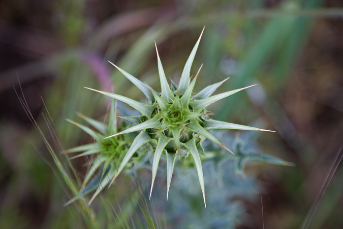 Card blanc (Galactites tomentosa)