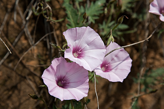 Herba campanera (Convolvulus althaeoides),