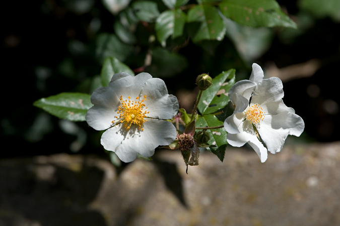 Estepa negra (Cistus monspeliensis)