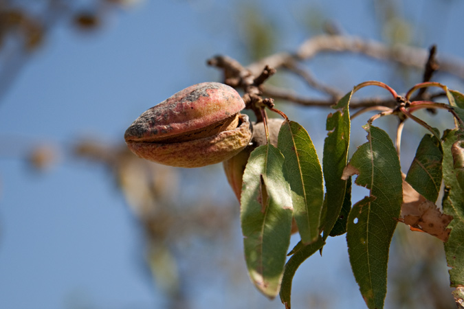 Ametlla ( Prunus amygdalus ) 2de2