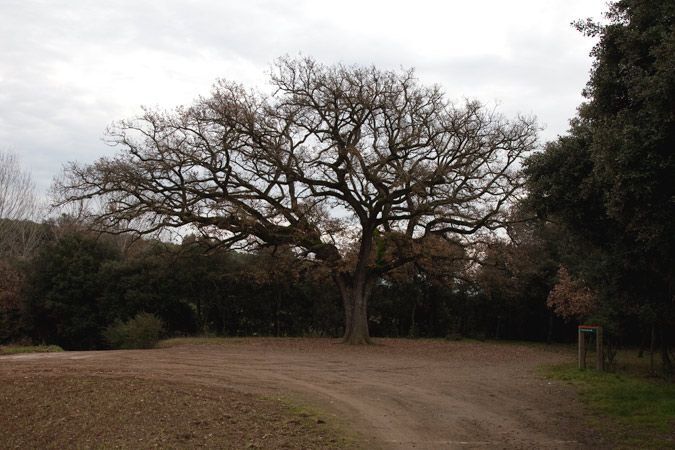 El roure de can Bachs 1de3