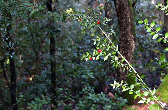 Galzeran ( Ruscus aculeatus )