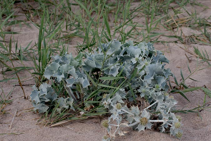 Panical marí (Eryngium maritimum)