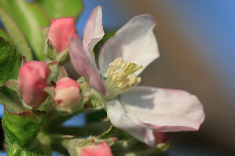 Flor de poma