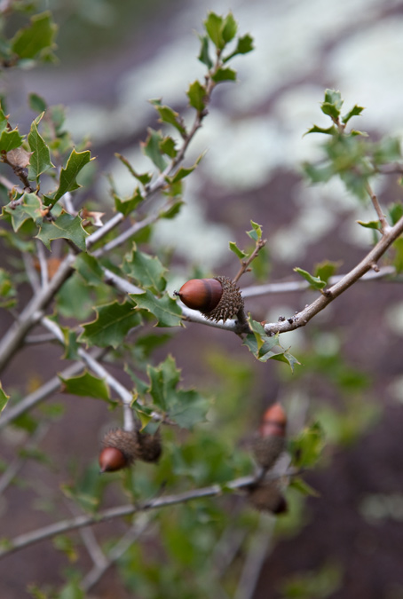 Garric (Quercus coccifera)