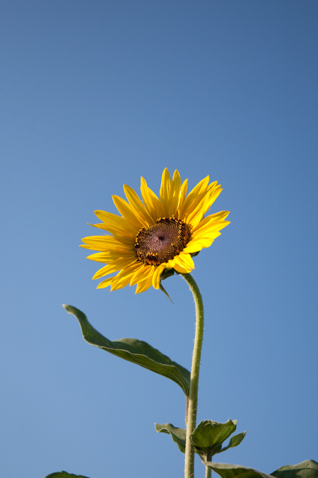 Girasol (Helianthus annuus)