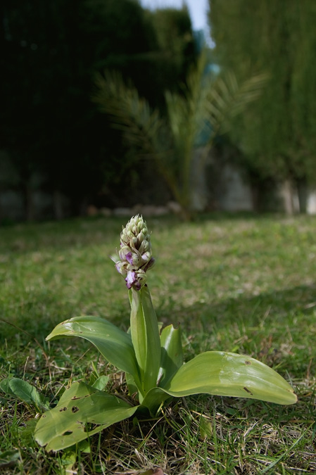 Orquídies. ( Barlia robertiana )