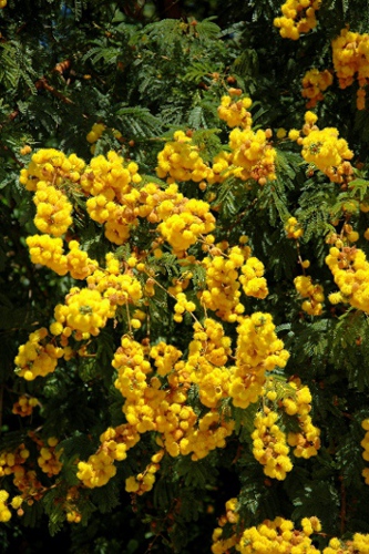 Acacia karroo