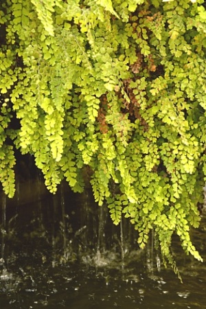 Capillera (Adiantum capillus-veneris)