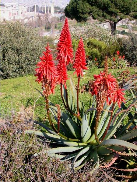 Aloe arborescens