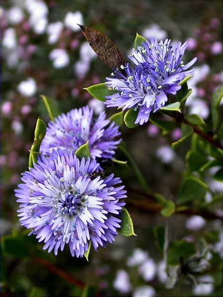 Foixarda (Globularia alypum)