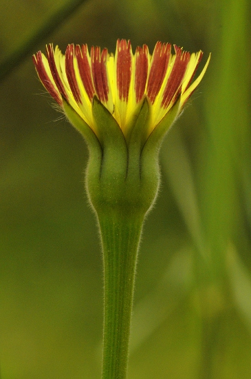 Amargot (Urospermum dalechampii)