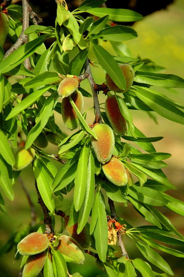 Fruits de l'ametller (Prunus dulcis)