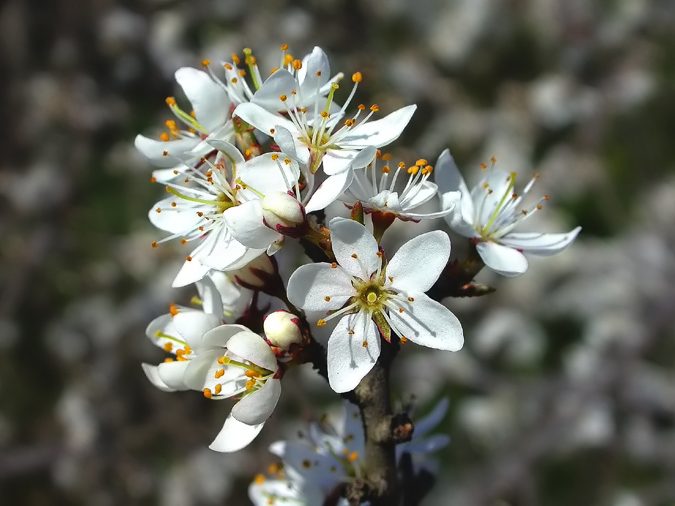 Aranyoner, endrino (Prunus spinosa)