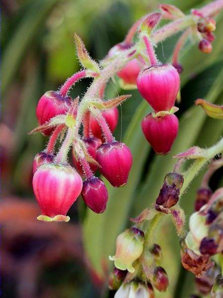 Arbutus canariensis