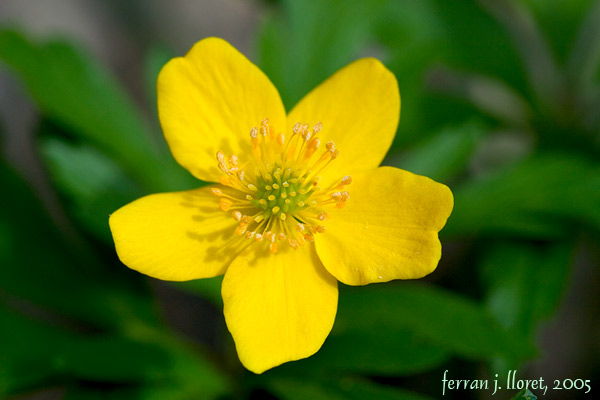 Anemone ranunculoides L. (buixol groc)