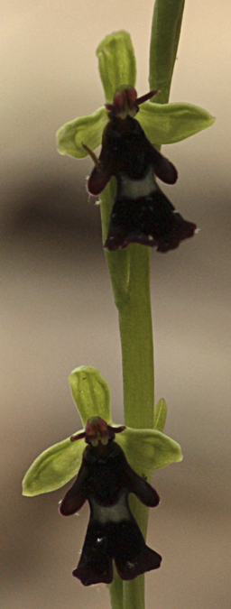 Abellera mosquera (Ophrys insectifera)