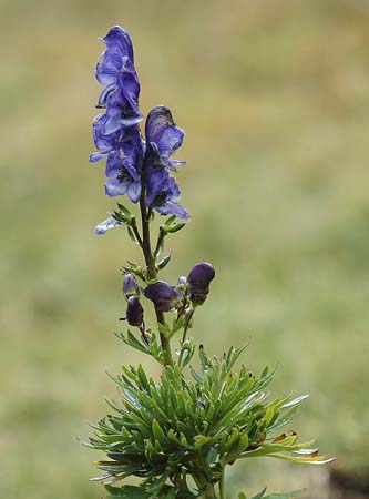 Tora blava, acónito (Aconitum napellus)