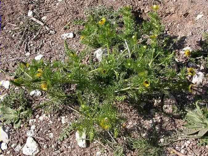 Adonis microcarpa